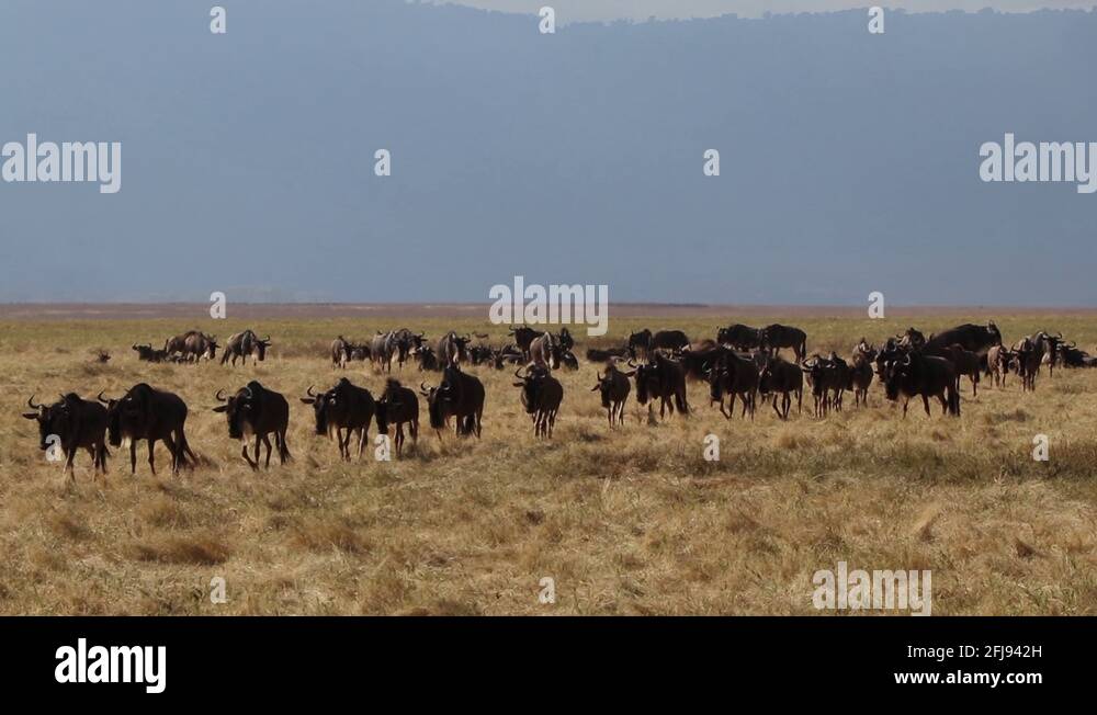 Africa safari great migration ngorongoro crater zebra tanzania Stock ...