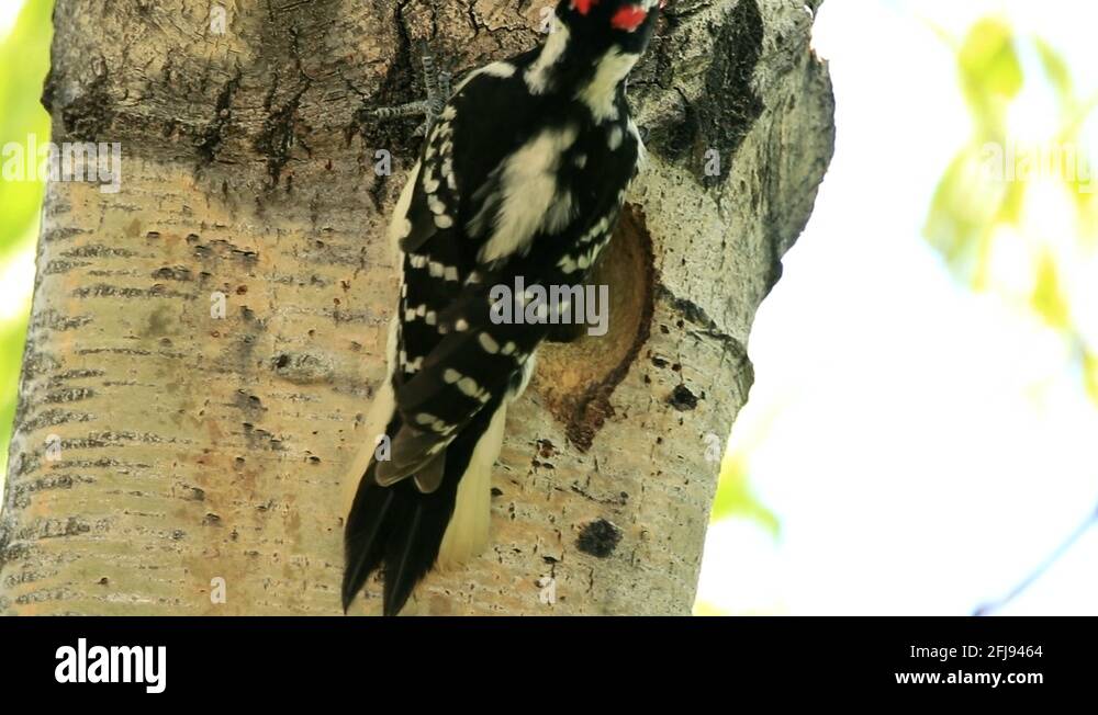 A male hairy woodpecker feed its chicks with a big yellow larva Stock