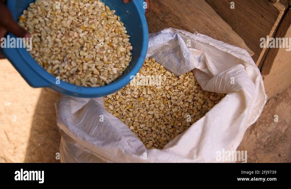 Corn seed bag Stock Videos & Footage HD and 4K Video Clips Alamy