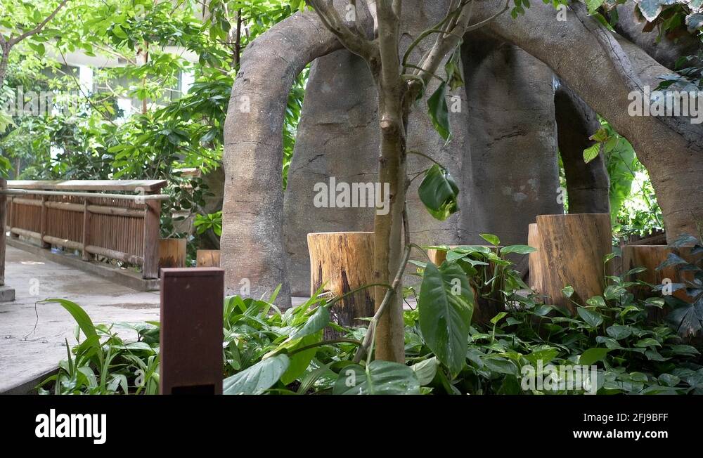 Jungle habitat Stock Videos & Footage HD and 4K Video Clips Alamy