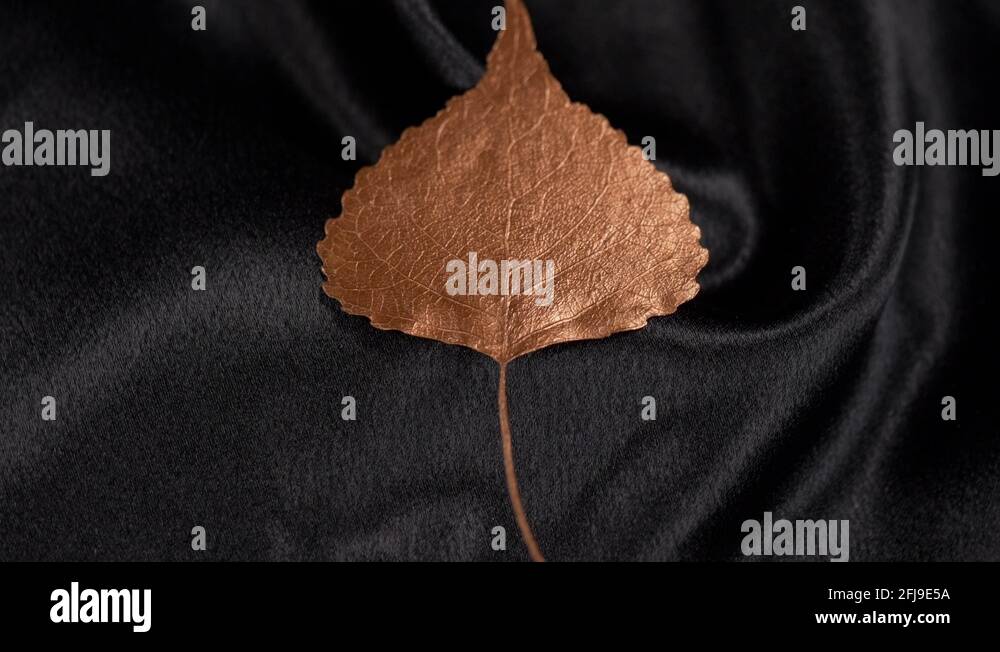 Copper leaf tree Stock Videos & Footage HD and 4K Video Clips Alamy
