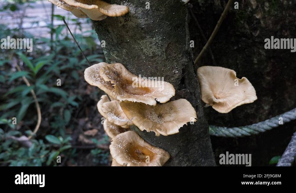 Layers of a tree stock videos footage hd and 4k video clips alamy