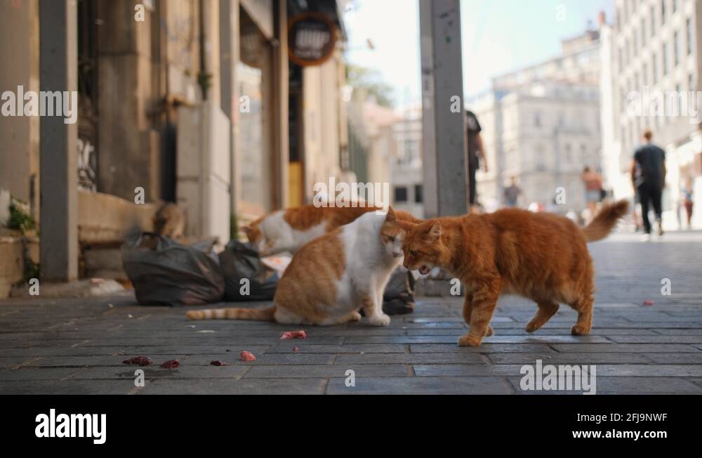 Stray cats turkey Stock Videos & Footage HD and 4K Video Clips Alamy