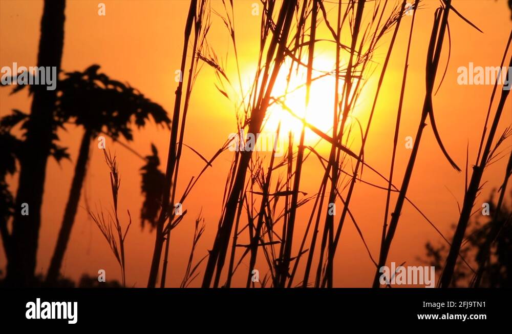 African lion silhouette Stock Videos & Footage - HD and 4K Video Clips ...