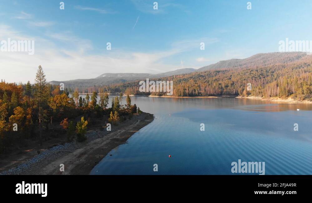 Protect pine trees Stock Videos & Footage HD and 4K Video Clips Alamy