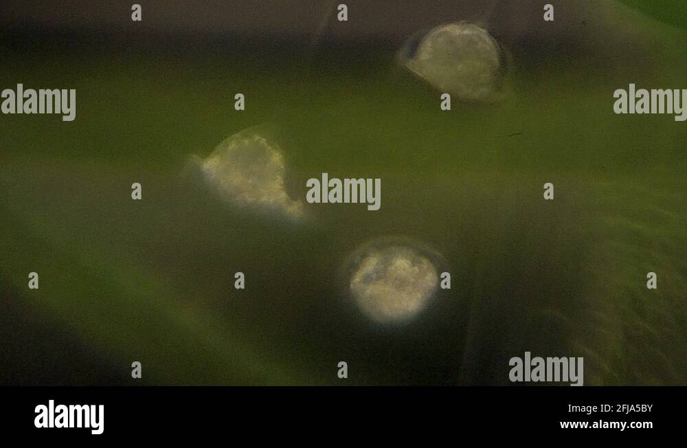 Vorticella Stock Videos & Footage HD and 4K Video Clips Alamy