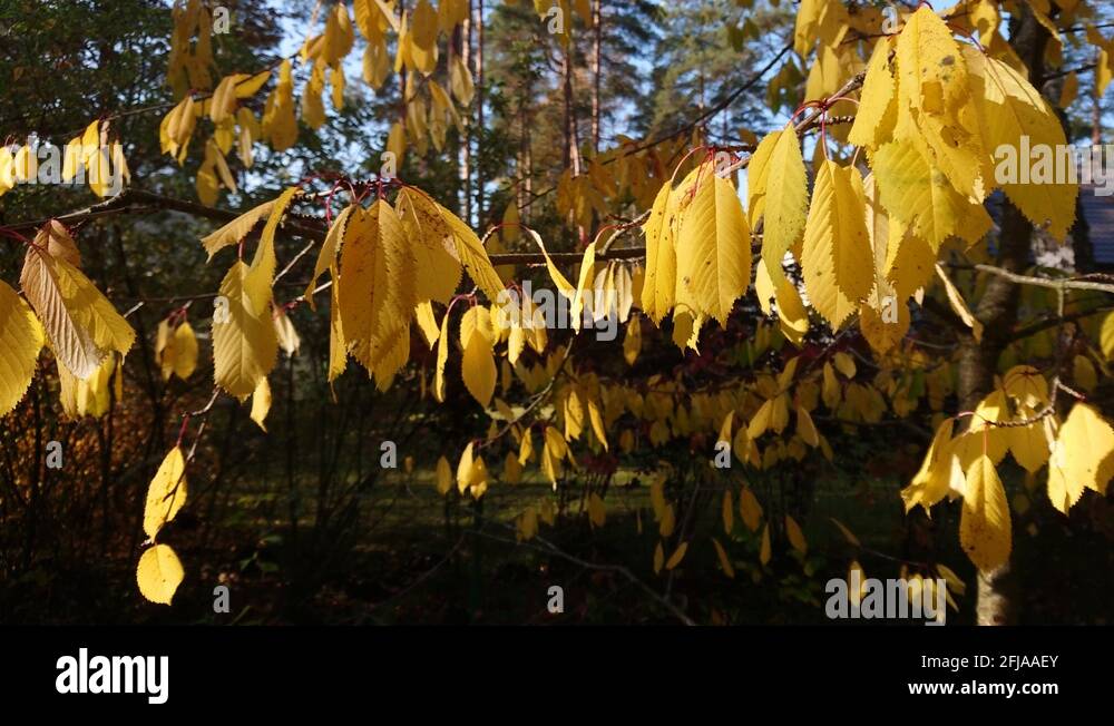 Autumn yellow cherry leaves Stock Videos & Footage HD and 4K Video