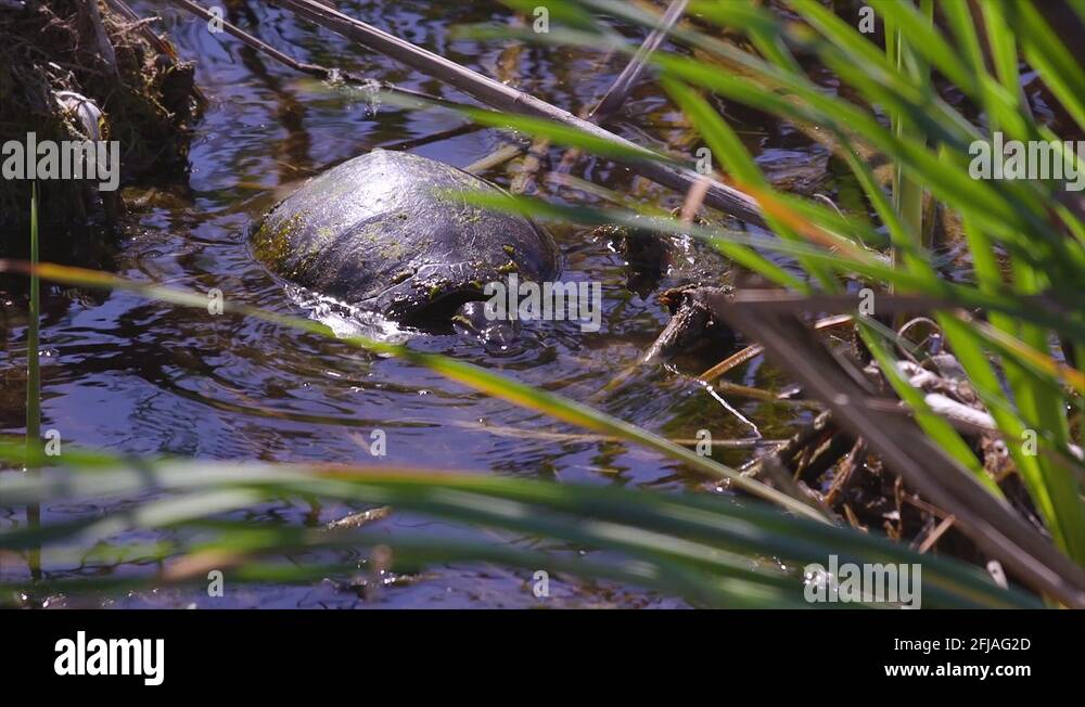 Florida snapping turtle Stock Videos & Footage HD and 4K Video Clips
