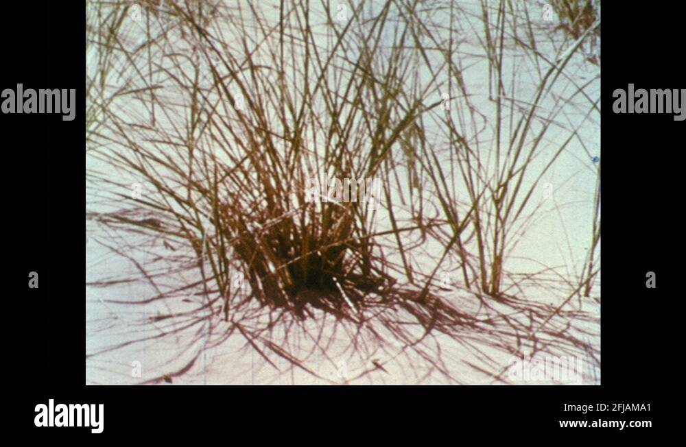 Blade of grains Stock Videos & Footage HD and 4K Video Clips Alamy