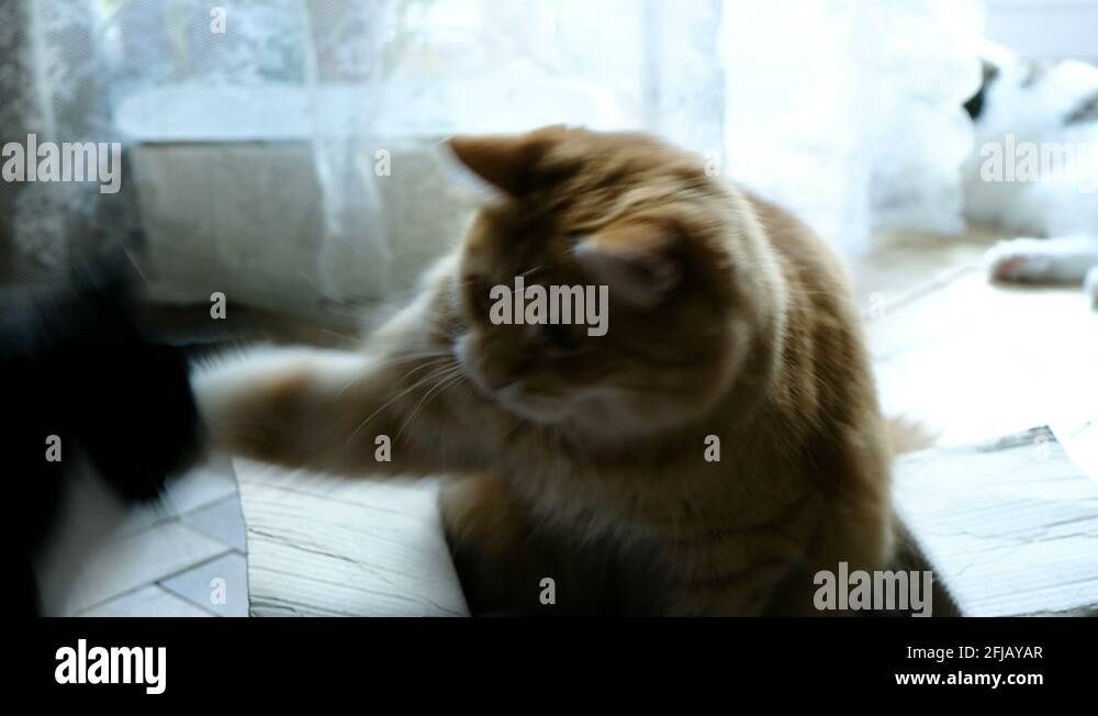 Cat guards Stock Videos & Footage HD and 4K Video Clips Alamy