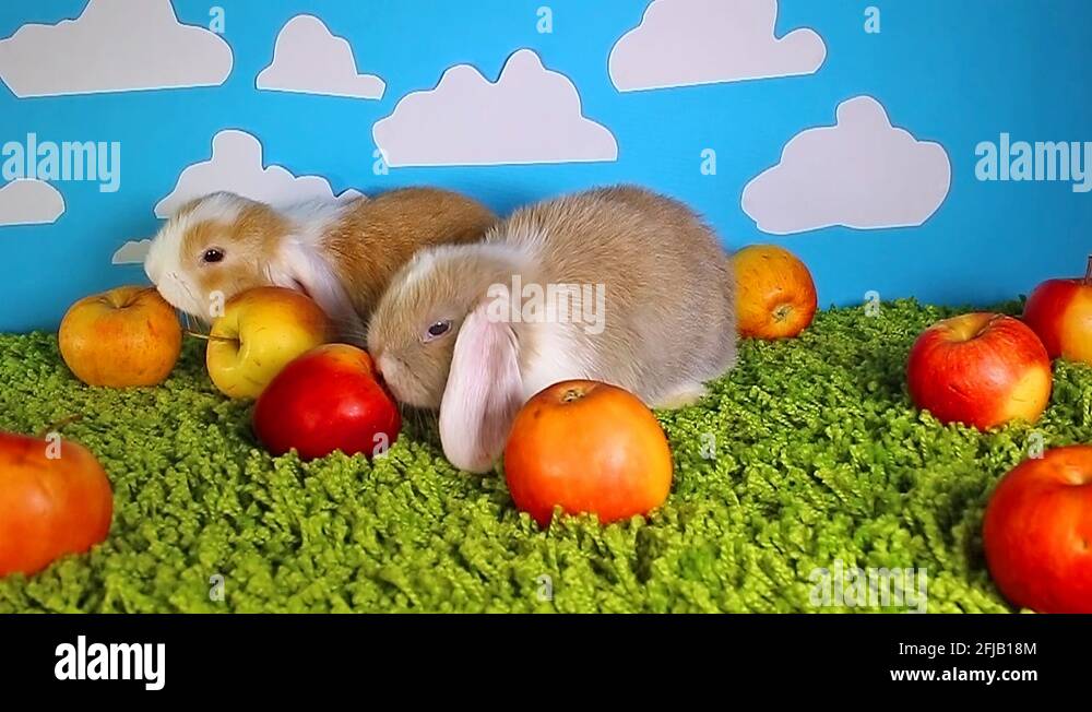 Яблоки кроликам можно давать. Кролик с яблоками. Кролик ест яблоко. Декоративный кролик ест яблоко. Яблоки в виде кроликов.