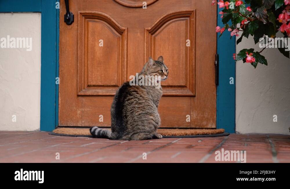 The cat is in the house. Домик для кошки с котятами. Черный коты провинившийся. The cat is in the house. The cat is in the house.