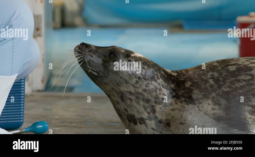 Aquarium sea lion show Stock Videos & Footage HD and 4K Video Clips