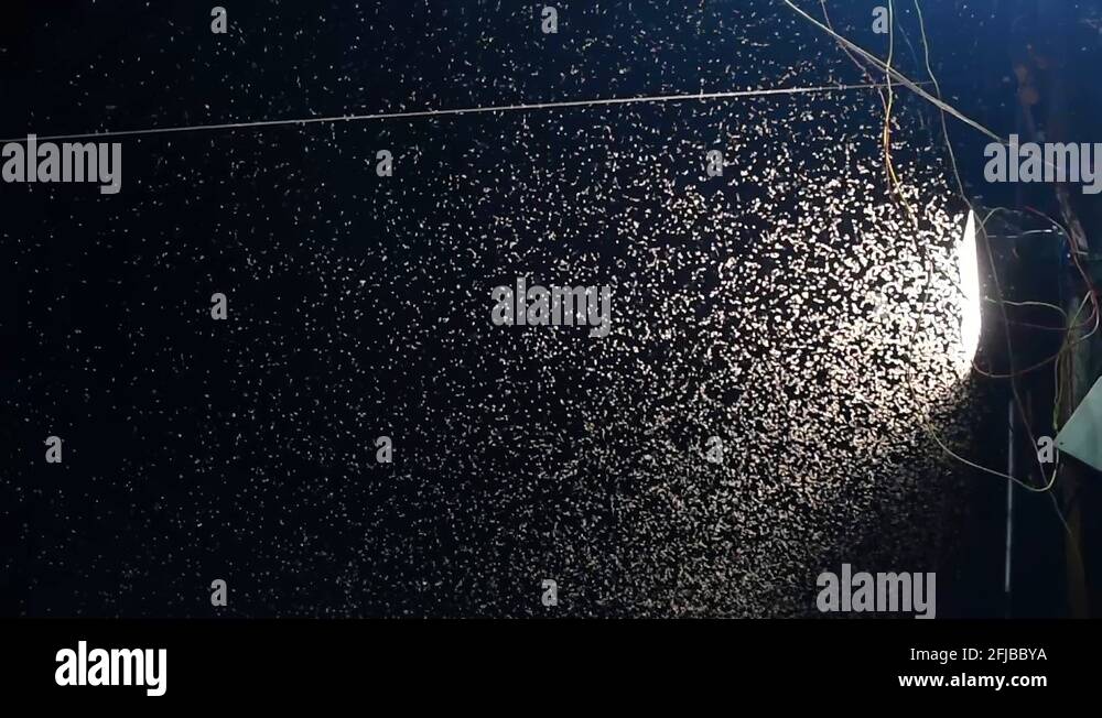 Nightmare insects Stock Videos & Footage HD and 4K Video Clips Alamy