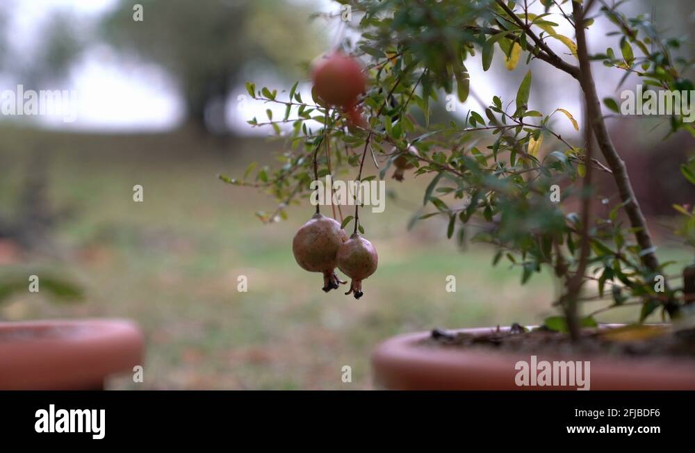 Pomegranate tree in pot Stock Videos & Footage HD and 4K Video Clips