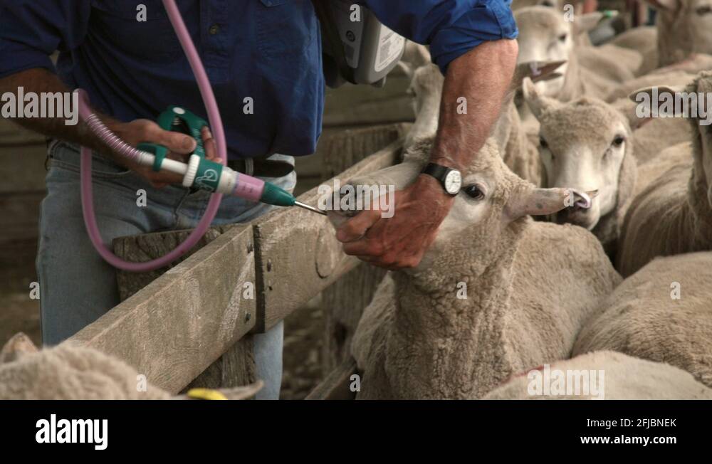 Sheep prevention Stock Videos & Footage - HD and 4K Video Clips - Alamy