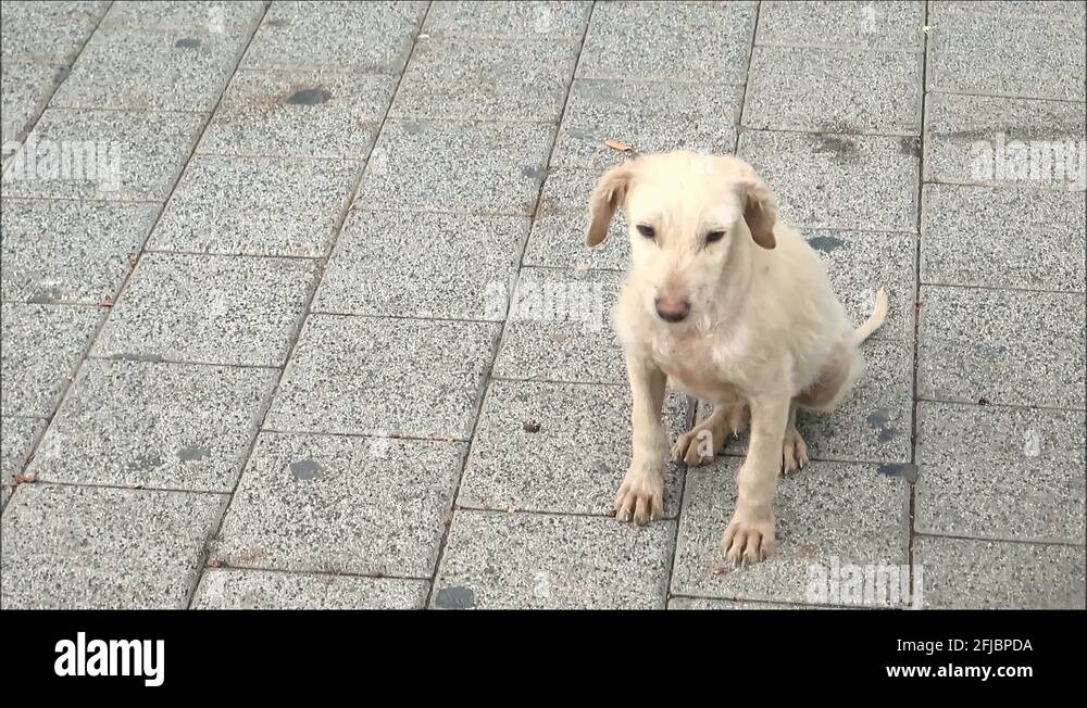 Puppy on pavement Stock Videos & Footage HD and 4K Video Clips Alamy