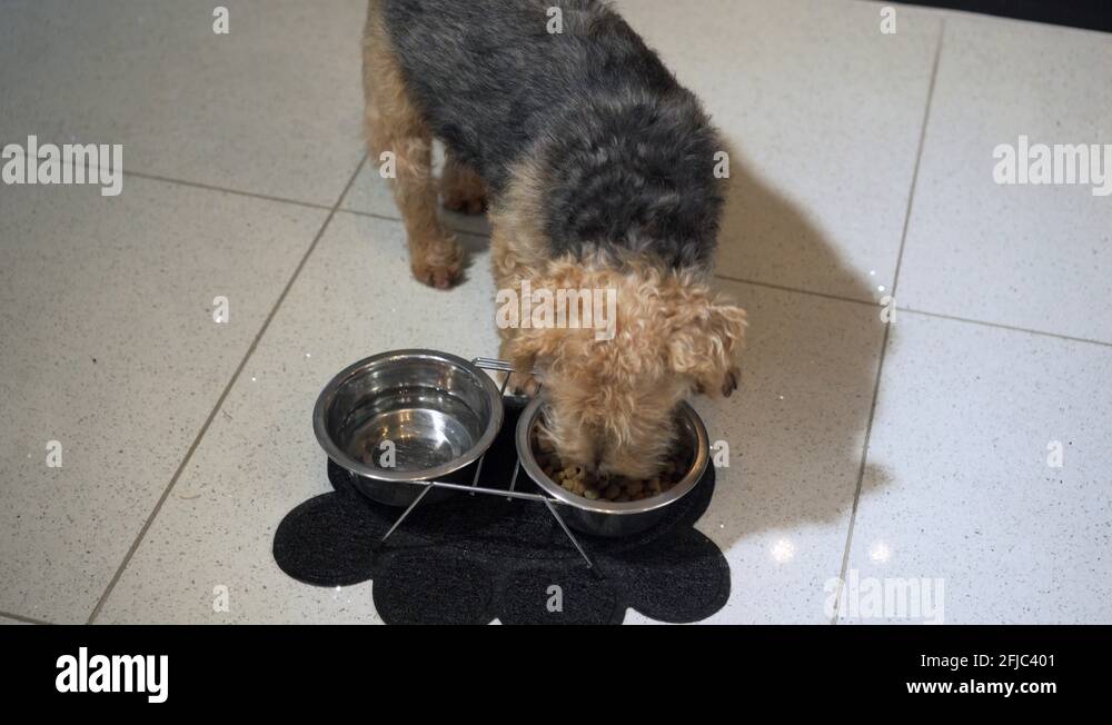 Dog eating kibble Stock Videos & Footage - HD and 4K Video Clips - Alamy