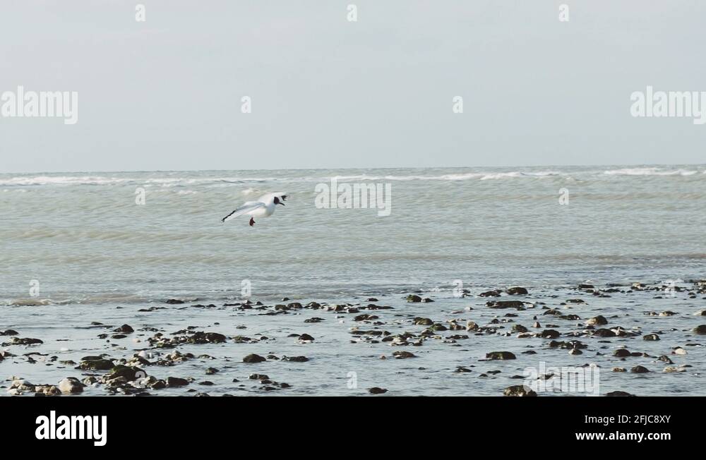 Diving seabird Stock Videos & Footage HD and 4K Video Clips Alamy