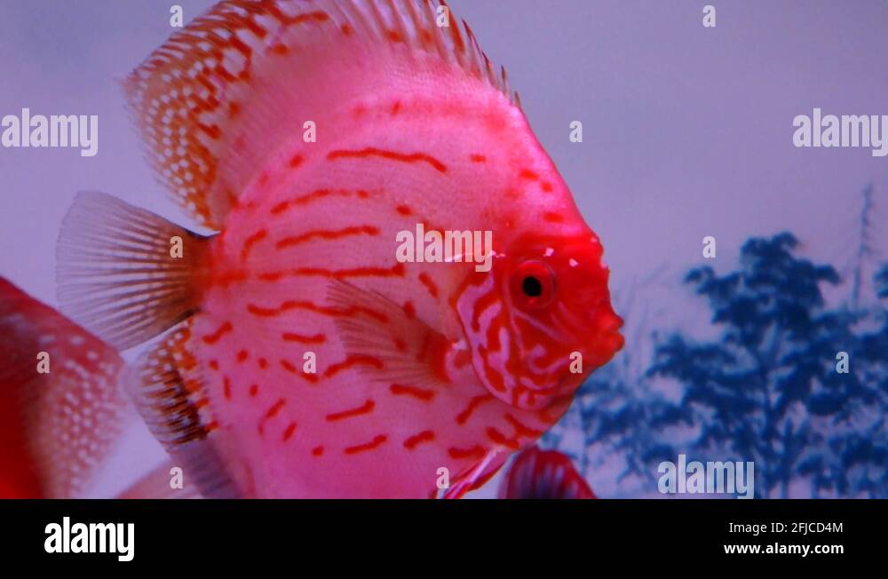 Ornamental aquarium fish Stock Videos & Footage HD and 4K Video Clips