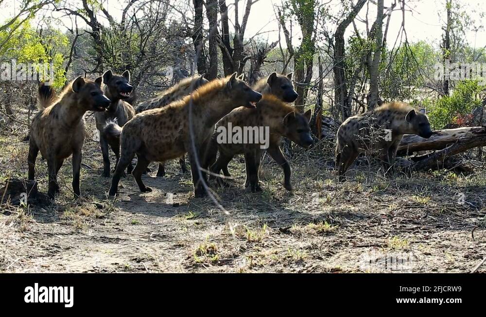 Fearless and strong Stock Videos & Footage - HD and 4K Video Clips - Alamy