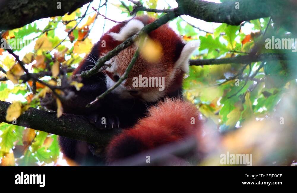 Wild Red Panda Himalayas Stock Videos Footage Hd And 4k Video Clips Wild Red Panda Himalayas Stock Videos Footage Hd And 4k Video Clips