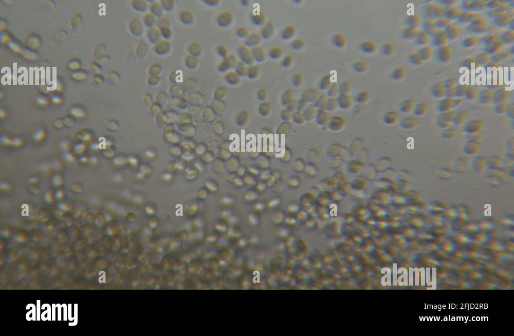 Yeast cell microscope Stock Videos & Footage HD and 4K Video Clips