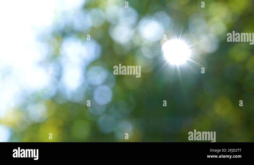Green blurry leaves bokeh background. Real time 4k video Stock Video