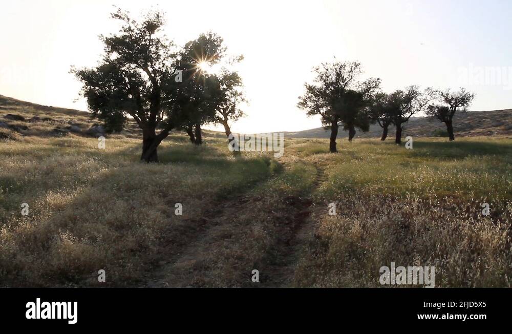 Pistachio tree orchard Stock Videos & Footage HD and 4K Video Clips
