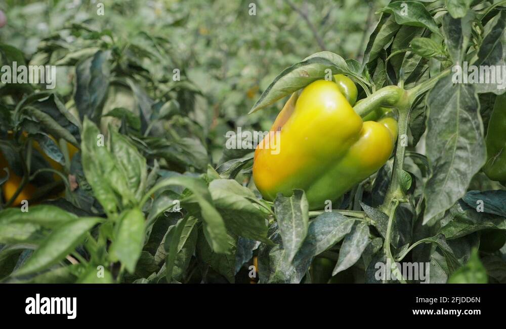 Bell pepper harvesting Stock Videos & Footage HD and 4K Video Clips
