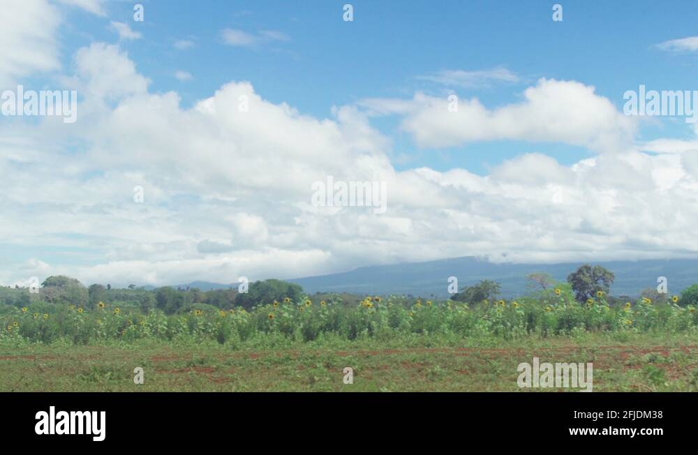 Sunflower landscape view Stock Videos & Footage HD and 4K Video Clips