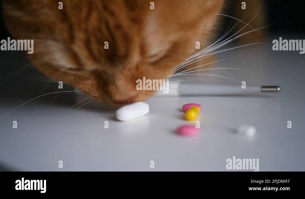 Cat sniffing person Stock Videos & Footage HD and 4K Video Clips Alamy