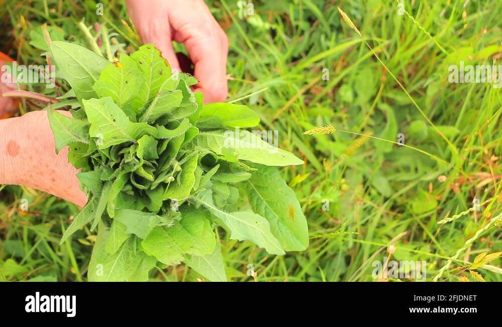 Dandelion leaves for salad Stock Videos & Footage HD and 4K Video