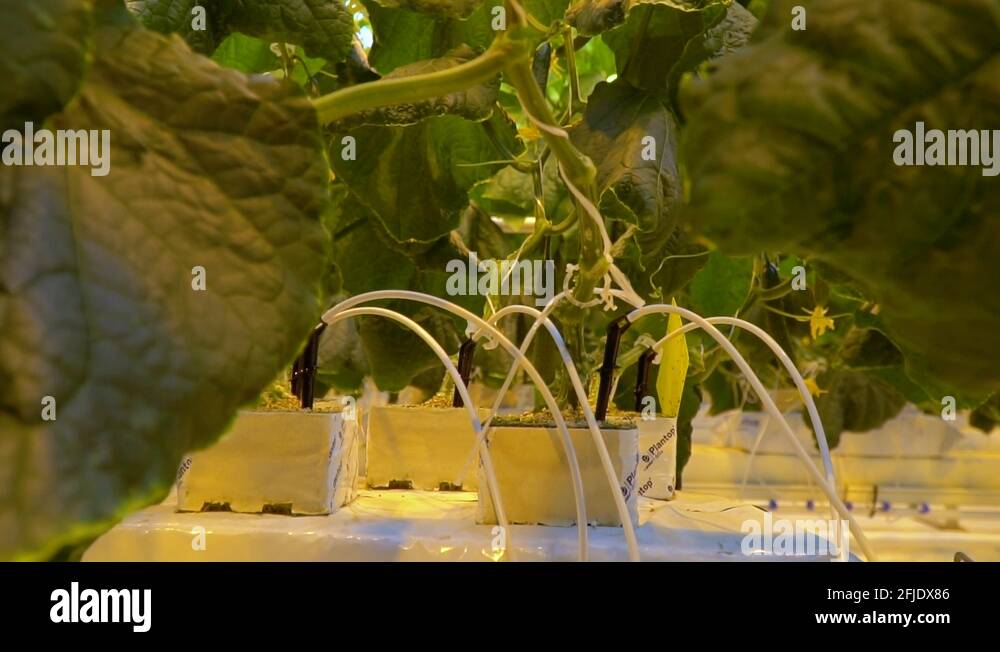 Hydroponics system with cucumber plants from up close Stock Video
