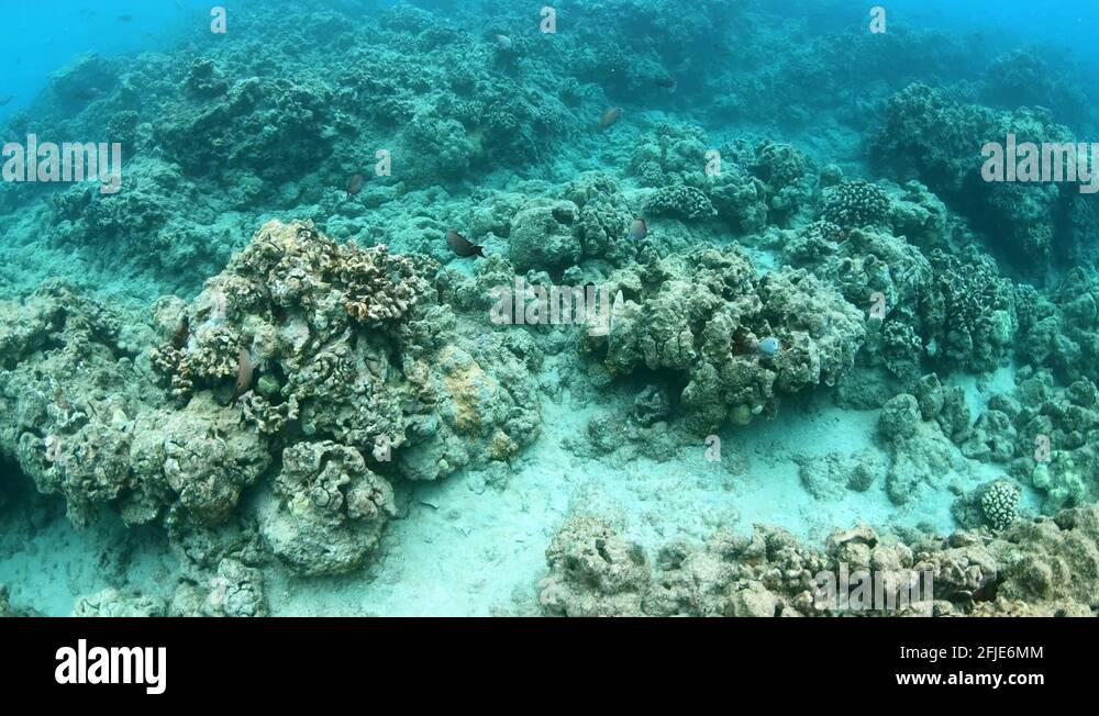 Butterfly fish and other coral reef fish feed/eat from reef, hawaii 4K