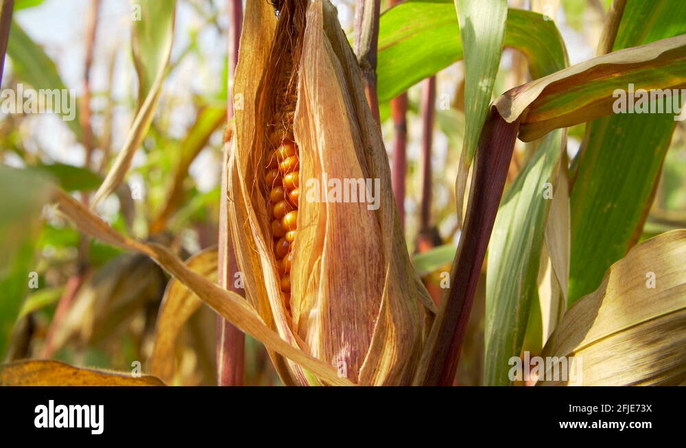 Corn cob fuel Stock Videos & Footage HD and 4K Video Clips Alamy
