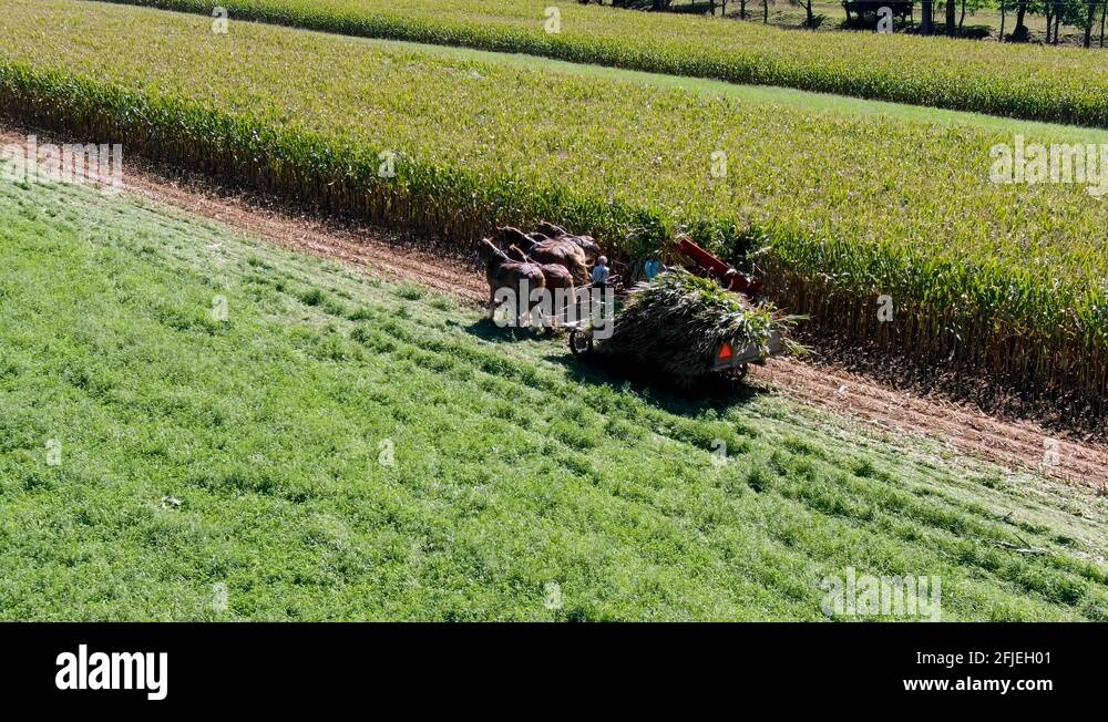 HorseDrawn Harvester on Traditional Amish Farm Stock Video Footage Alamy