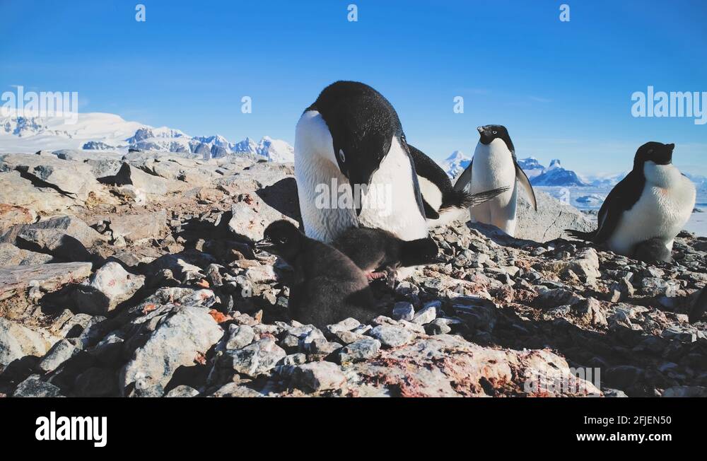Female penguin Stock Videos & Footage - HD and 4K Video Clips - Alamy