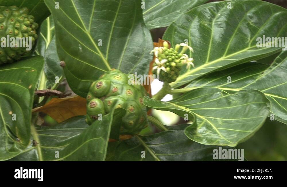 Tropical tree flower Stock Videos & Footage - HD and 4K Video Clips - Alamy