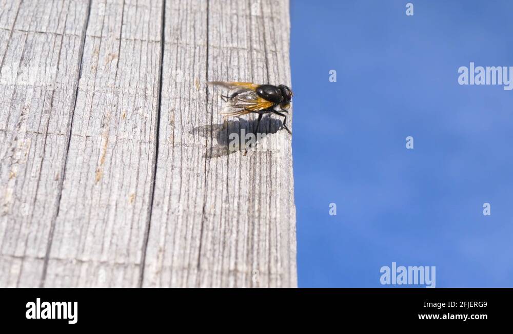 Calliphora wings Stock Videos & Footage - HD and 4K Video Clips - Alamy