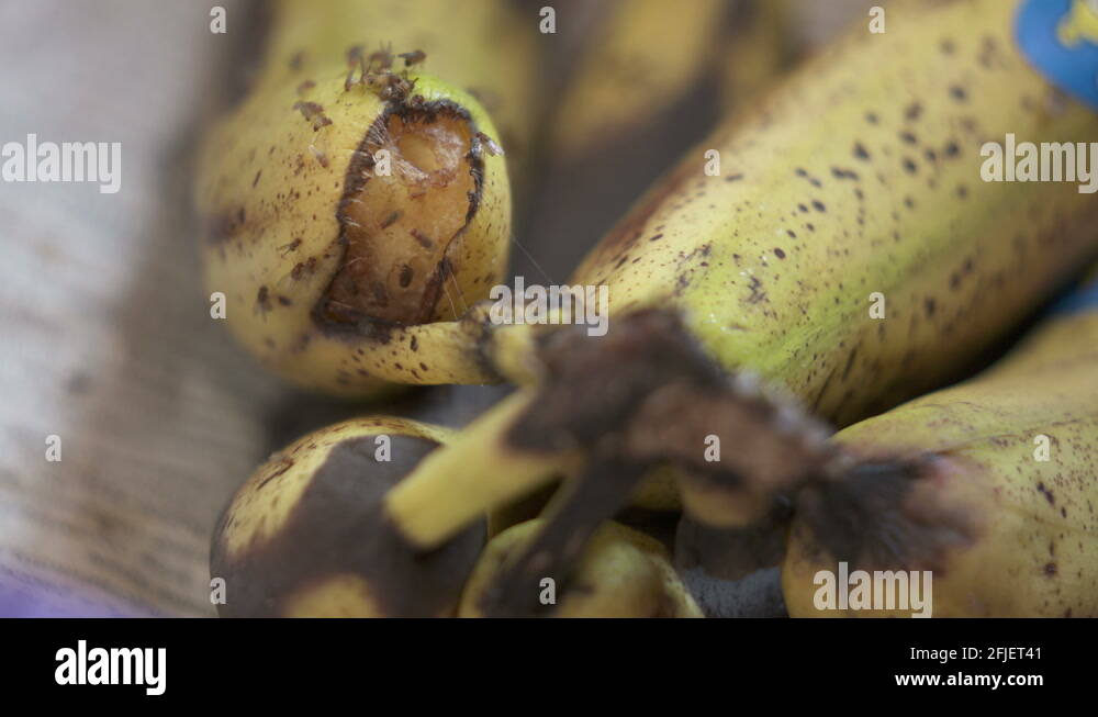 Common fruit flies on rotting banana fruit. Fruit fly feeding closeup