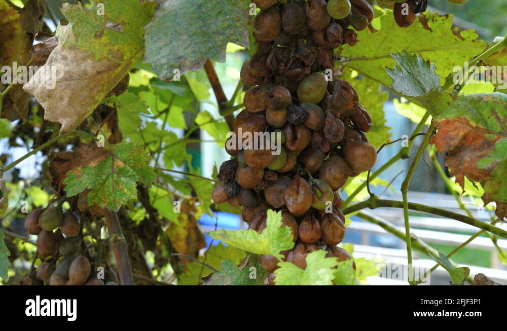Moldy grape Stock Videos & Footage HD and 4K Video Clips Alamy