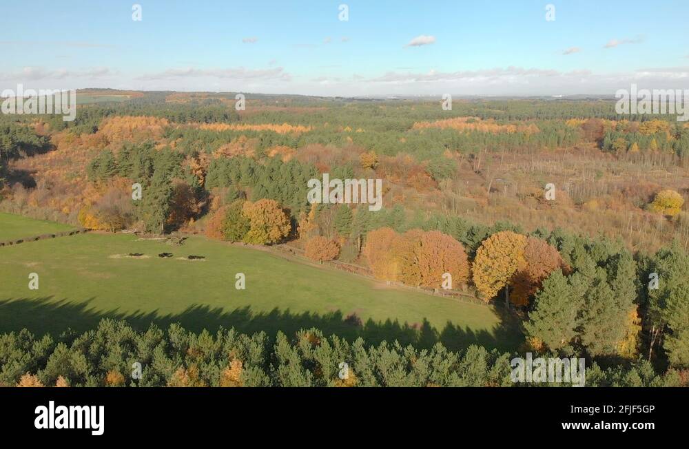 Cheshire woods Stock Videos & Footage HD and 4K Video Clips Alamy