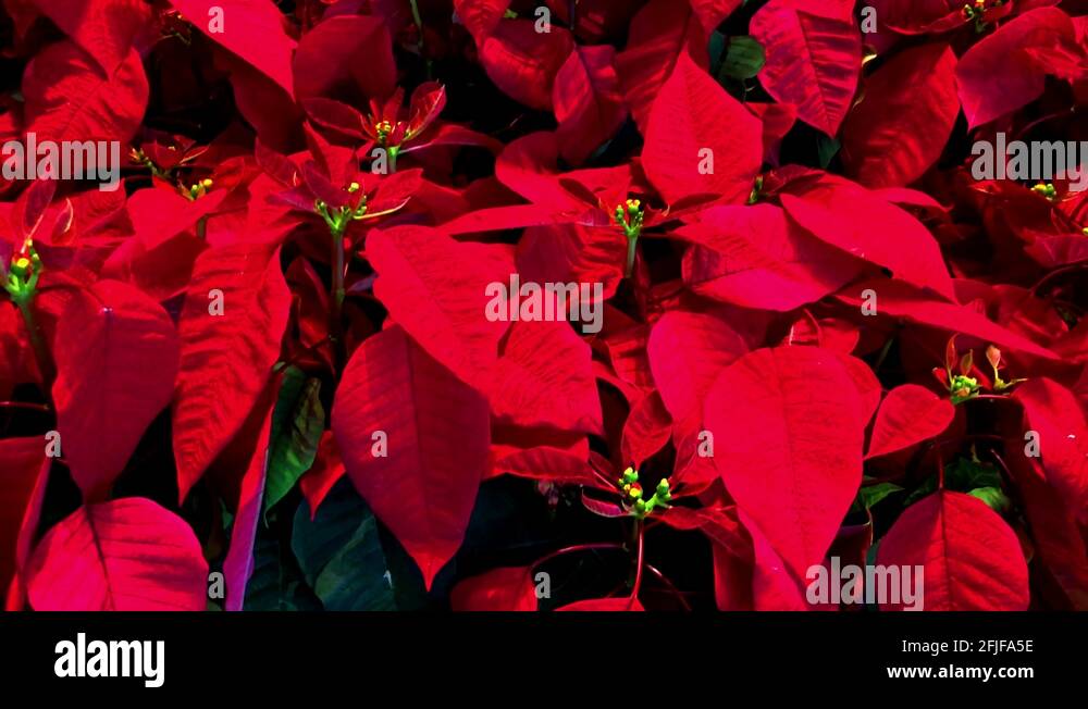 Plants meaning Stock Videos & Footage HD and 4K Video Clips Alamy