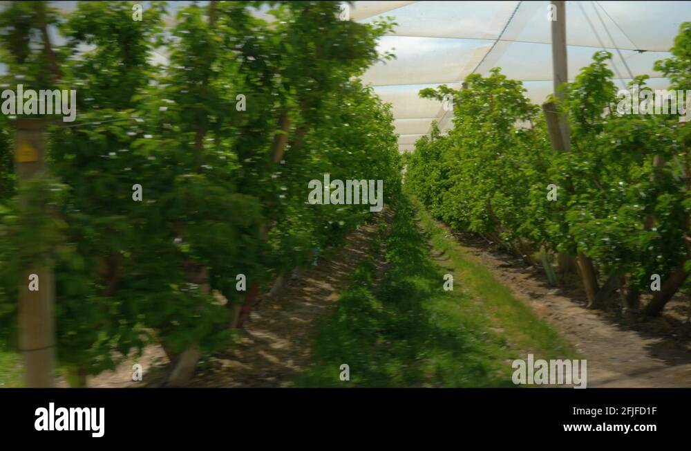Fruit farm australia Stock Videos & Footage HD and 4K Video Clips Alamy