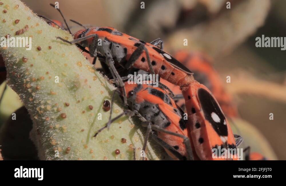 Desert insects Stock Videos & Footage HD and 4K Video Clips Alamy