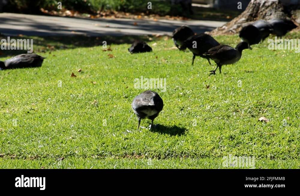 Coots mating Stock Videos & Footage HD and 4K Video Clips Alamy