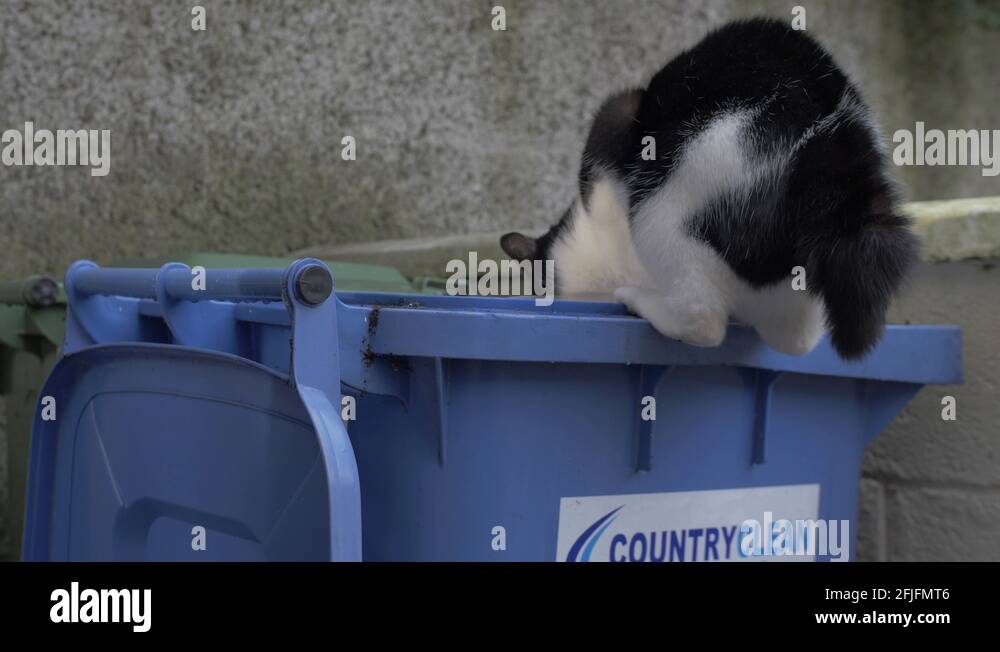 A homeless Street Cat eating out of a Trash Bin Stock Video Footage Alamy