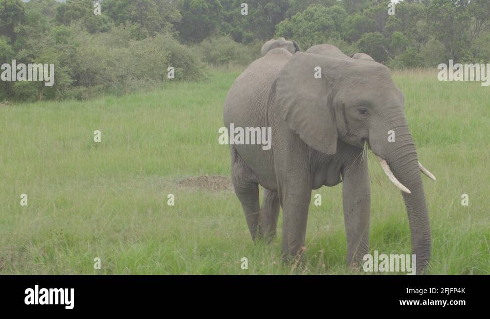 Elephant tusks ivory Stock Videos & Footage HD and 4K Video Clips Alamy