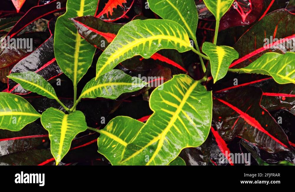 Plants of the tropics Stock Videos & Footage HD and 4K Video Clips